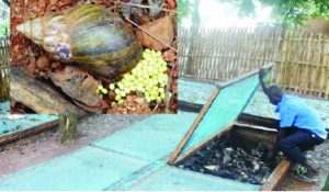 snail farming