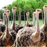 OSTRICH