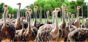 OSTRICH