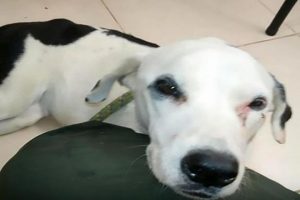 dog
