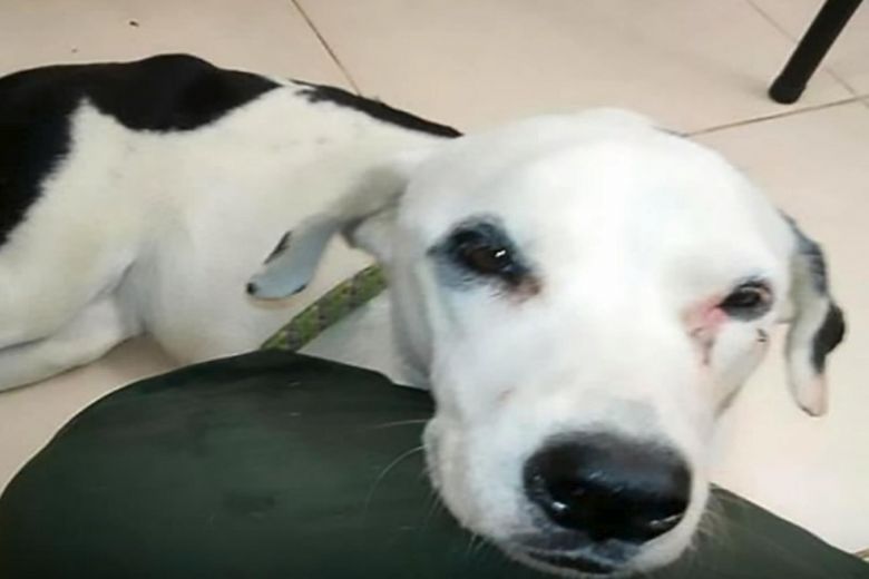 dog