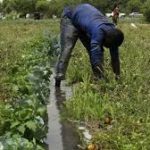 farmers