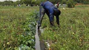 farmers