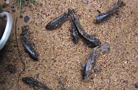 fish