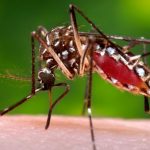 malaria