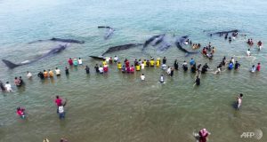whales