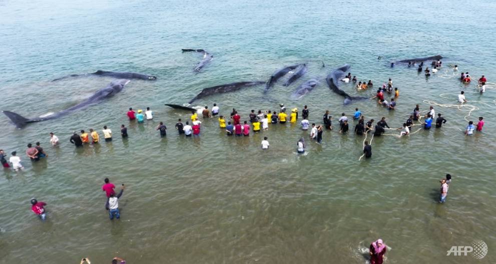 whales