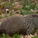 woodchuck_11-15-11