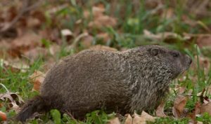 woodchuck_11-15-11