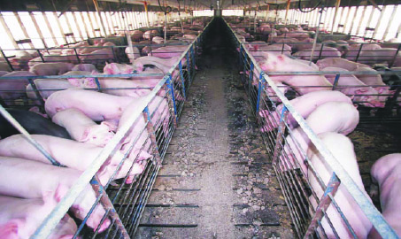 pig