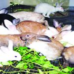 rabbit