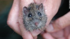 rats