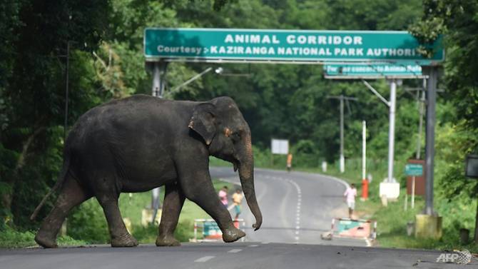 elephant