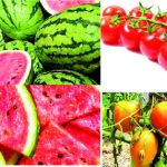tomato melon