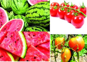 tomato melon