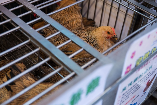 HONG KONG-HEALTH-FLU-H7N9