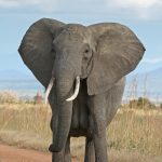 African_Bush_Elephant