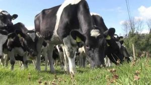 Cows-grazing