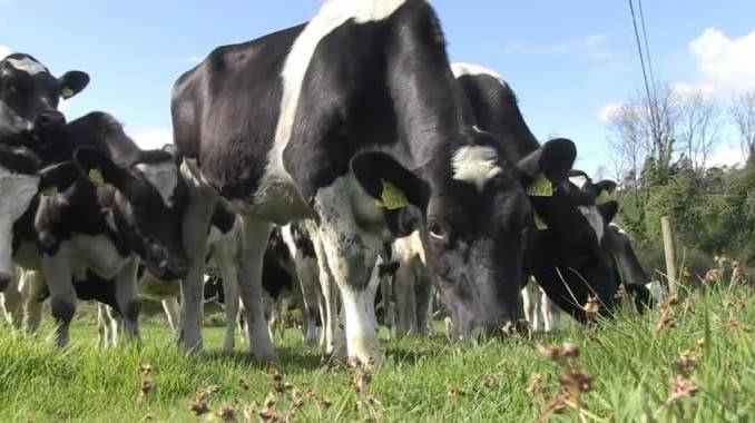 Cows-grazing