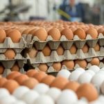 Eggs-560×389