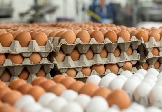 Eggs-560×389