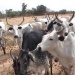 cattle