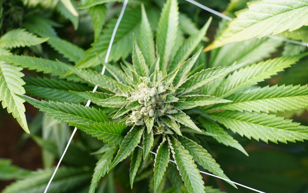 Above Marijuana Cannabis Plant Growing Indoor Growing Facility