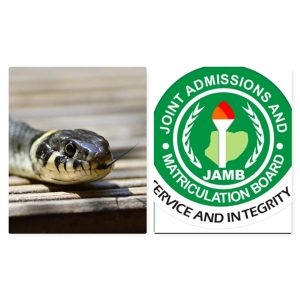 Snake