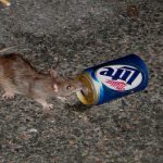 beer_rat