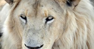 lion