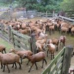 ranches