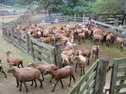 ranches