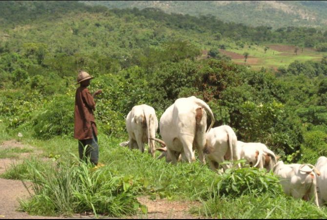 Open-grazing