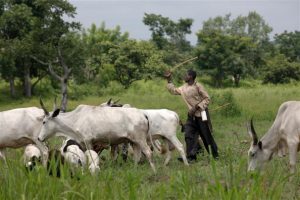 A local Fulani herdsman grazes his cows near Graham Hatty’s