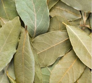 bay leaf