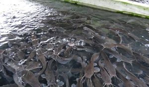 fish