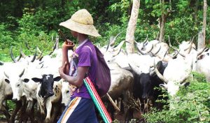 fulani