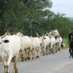Herdsmen murder VILLAGE HEAD in Benue