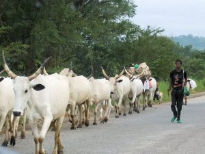Herdsmen murder VILLAGE HEAD in Benue