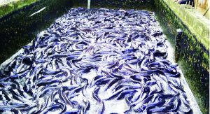 FISH