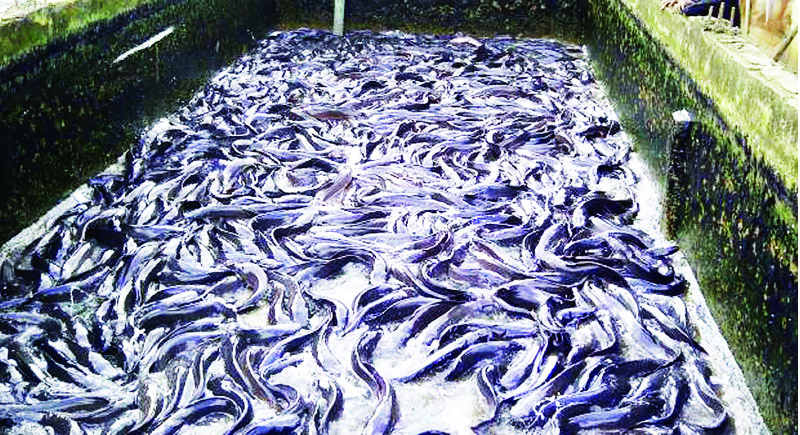 FISH