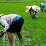 Farmers