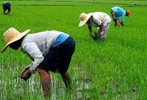 Farmers