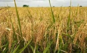 Rice-farm