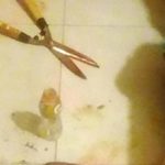 cut