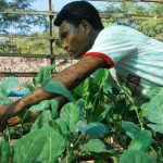 drip-agri-e1486705587718