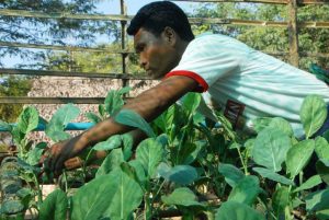 drip-agri-e1486705587718
