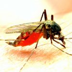 Malaria