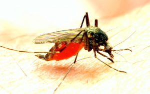 Malaria