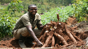 FIIRO cassava